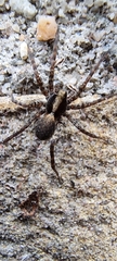 Pardosa lugubris