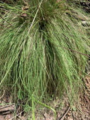 Poa meionectes