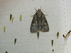 Acronicta strigosa