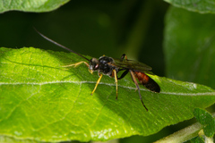 Dusona