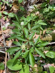Panax trifolius