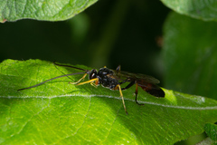 Dusona