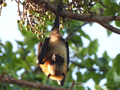 Pteropus seychellensis comorensis