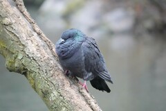 Columba livia domestica