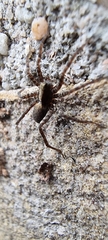 Pardosa lugubris