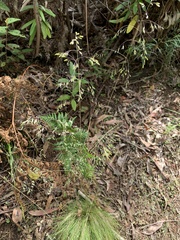 Poa meionectes