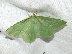 Geometra papilionaria