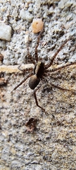 Pardosa lugubris