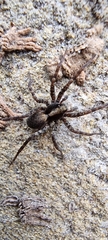 Pardosa lugubris