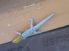 Lygodactylus picturatus