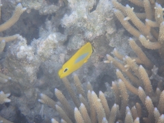 Chaetodon plebeius