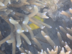 Chaetodon plebeius