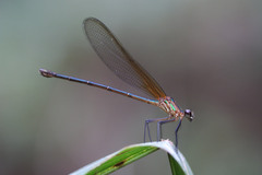 Hetaerina cruentata