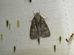 Acronicta strigosa