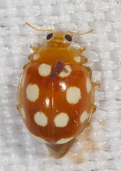 Vibidia duodecimguttata