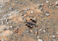 Brachythemis impartita