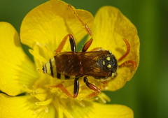Nomada goodeniana