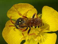 Nomada goodeniana