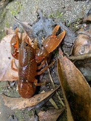 Euastacus yanga