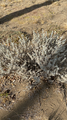 Krascheninnikovia lanata