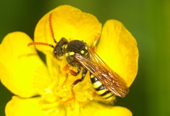 Nomada goodeniana