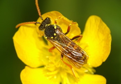 Nomada goodeniana