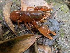 Euastacus yanga