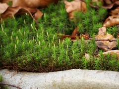 Polytrichum formosum