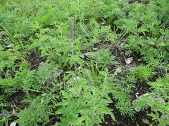Nepeta multifida