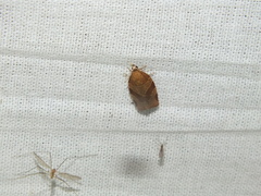 Pandemis cinnamomeana