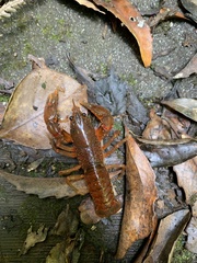 Euastacus yanga