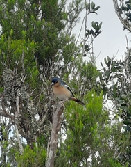 Fringilla coelebs canariensis