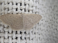 Idaea