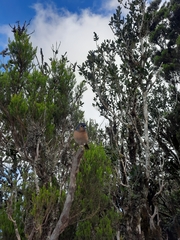 Fringilla coelebs canariensis