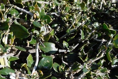 Rhamnus myrtifolia