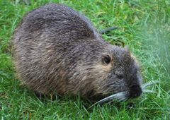 Myocastor coypus