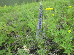 Nepeta multifida