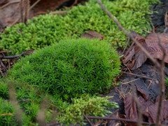 Polytrichum formosum