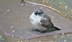 Spermestes cucullata scutata