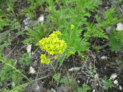 Patrinia rupestris