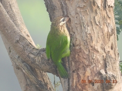 Psilopogon viridis