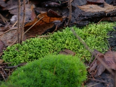 Bryophyta