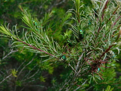 Diphucephala colaspidoides