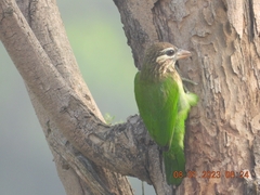 Psilopogon viridis