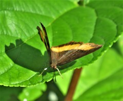 Eurytela dryope angulata