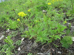 Patrinia rupestris