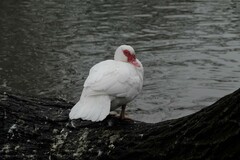 Cairina moschata domestica