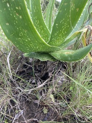 Aloe neilcrouchii