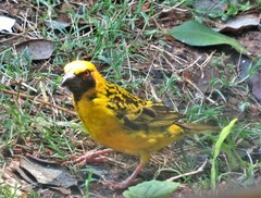 Ploceus cucullatus spilonotus