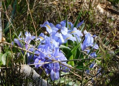 Iris planifolia